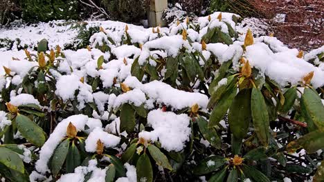 a snow covered bush with green leaves and buds