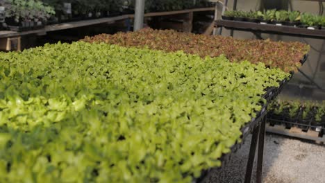 wide pan shot of young organic lettuce on stand in horticulture market