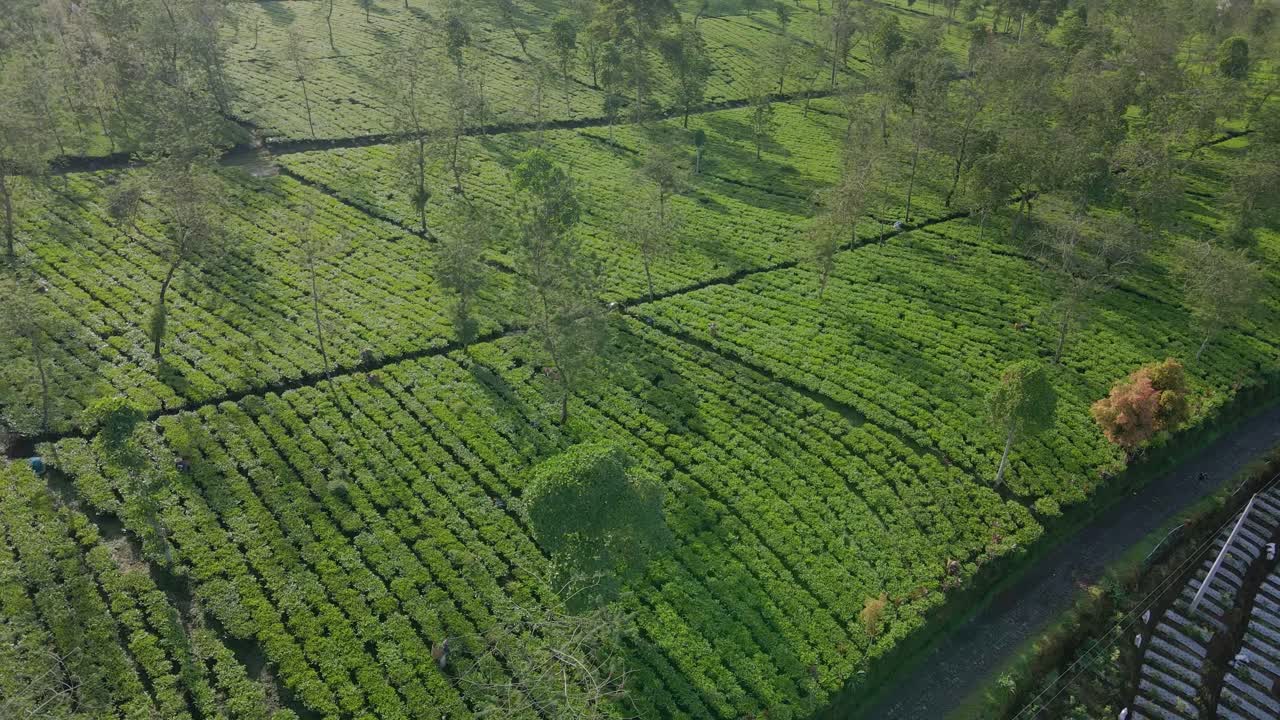 Orbit drone shot of green tea plantation with some farmers are harvesting tea leaves