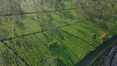 orbit drone shot of green tea plantation with some farmers are harvesting tea leaves