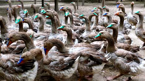 flock of broiler domestic geese on the farm