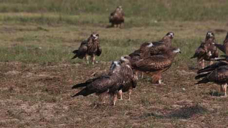 Flock-of-migratory-Black-eared-kites-flying-and-landing-around-the-grassland,-milvus-lineatus