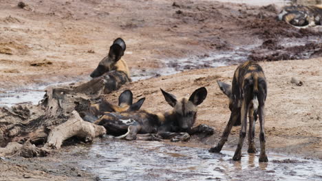 african wild dog with skinny body walking towards the group lying in the mud