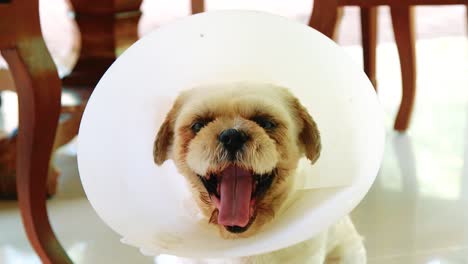 cute white dog yawning and wearing an elizabethan collar