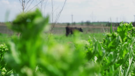 Vista-Aérea-Del-Campo-Agrícola-En-Tiempo-Nublado-En-La-Pradera-Agrícola.-Concepto-Rural.