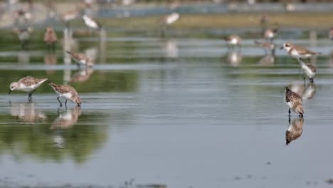 Ein-Vogel-Mit-Einer-Markierung-Am-Bein,-Der-In-Der-Mitte-Nach-Etwas-Futter-Sucht-Und-Sich-Nach-Rechts-Und-Dann-Nach-Links-Bewegt,-Rothals-Stint-Calidris-Ruficollis,-Thailand