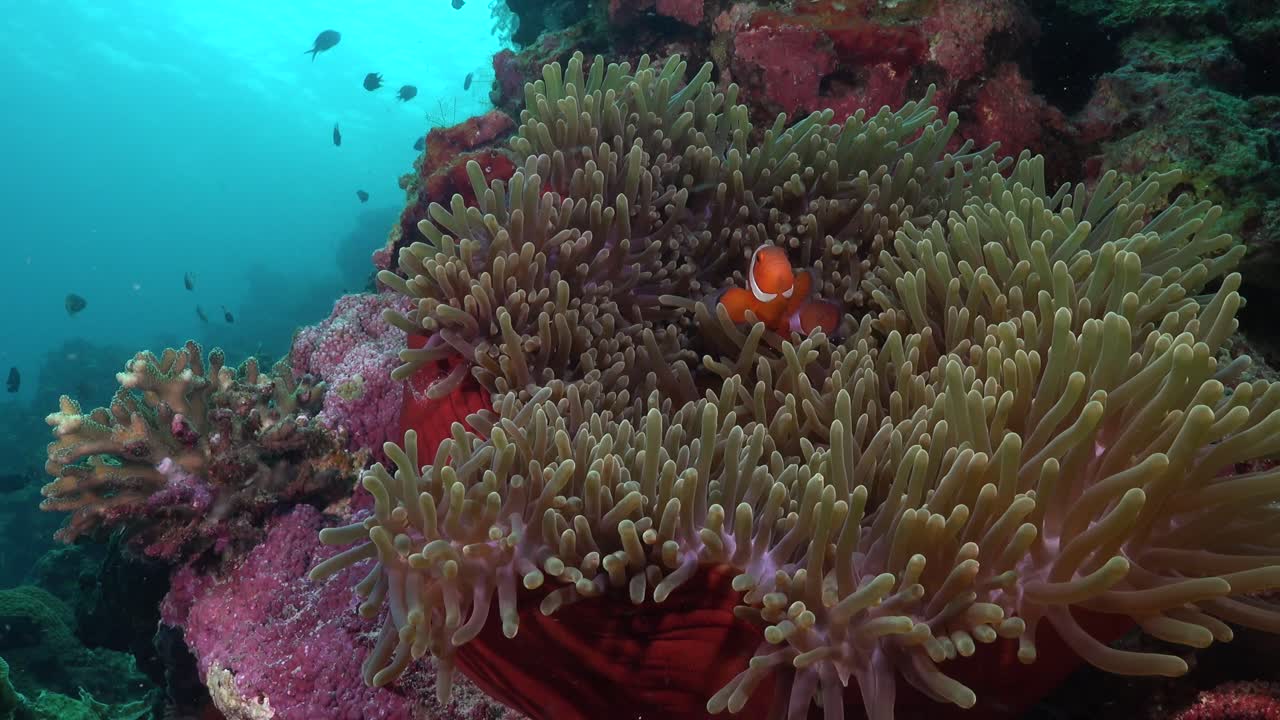 Pesce pagliaccio in un anemone aperto.