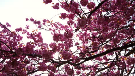 Dolly-Shot-of-Cherry-Blossom-Bloom-in-Harrogate,-North-Yorkshire