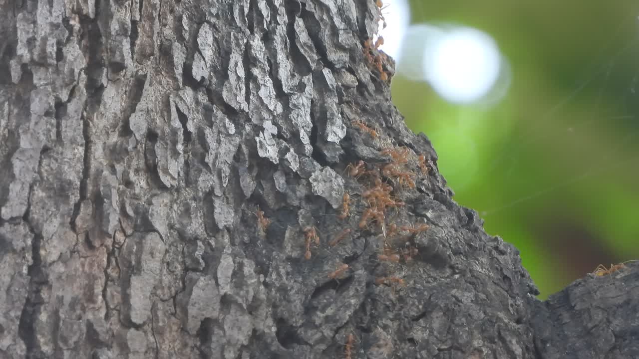 Red ants in tree finding food 