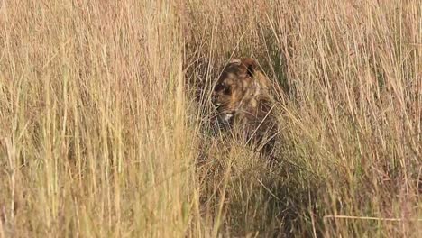 Gut-Getarnte-Löwin-Liegt-Im-Hohen-Savannengras-In-Der-Mittagssonne