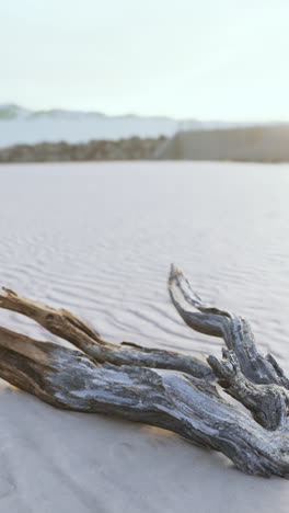 driftwood on a sandy beach