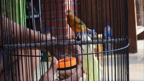 feeding yellow canary in a cage