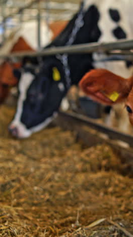 cows feeding in a cowshed. close-up of cows heads eating hay inside the agricultural farm. long row of livestock on a dairy farm. vertical video