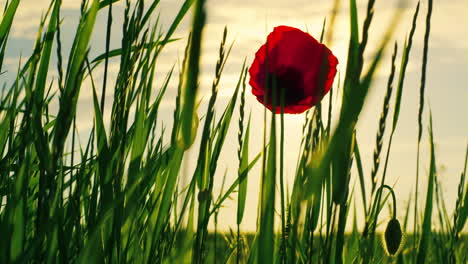 Beautiful-poppy-blooming-golden-sunrise.-Single-red-papaver-flower-blooming