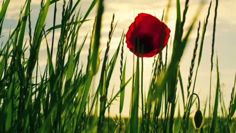 beautiful poppy blooming golden sunrise. single red papaver flower blooming