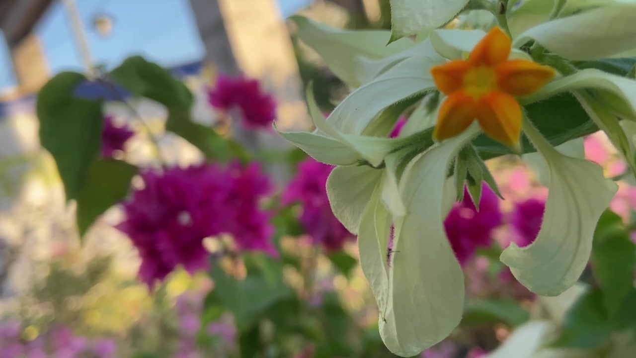 Foto Macro de uma Formiga em uma Flor Branca e Buganvílias Cor-de-Rosa