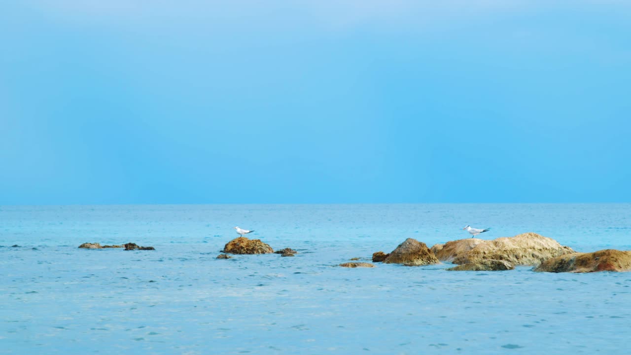 갈매기는 평평하고 잔잔한 카리브 해의 바위에 자리 잡고 있으며, 슬로우 모션