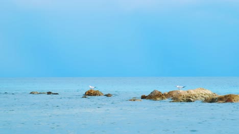 seagulls perched on rocks in flat and calm caribbean sea, slow motion