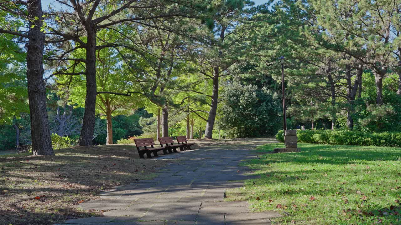 Wide shot of a paved path leading toward a line of empty wooden benches under tall green trees on a bright day