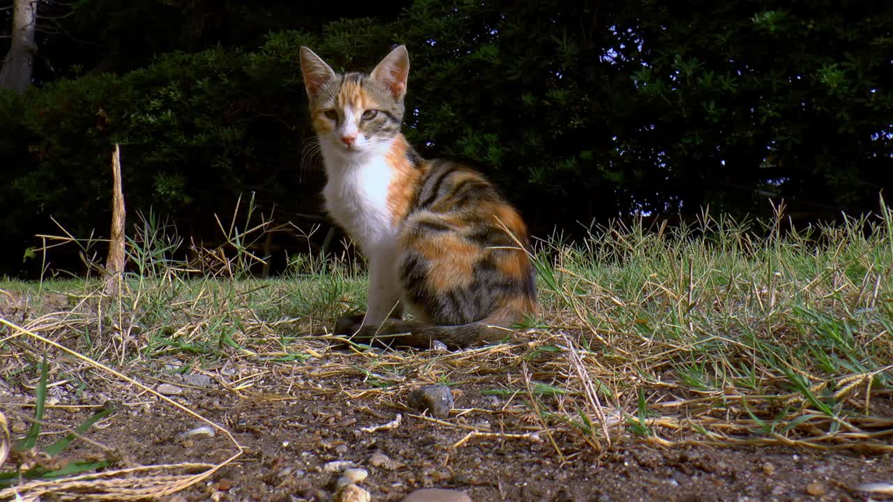 gato calico está sentado en la hierba del jardín