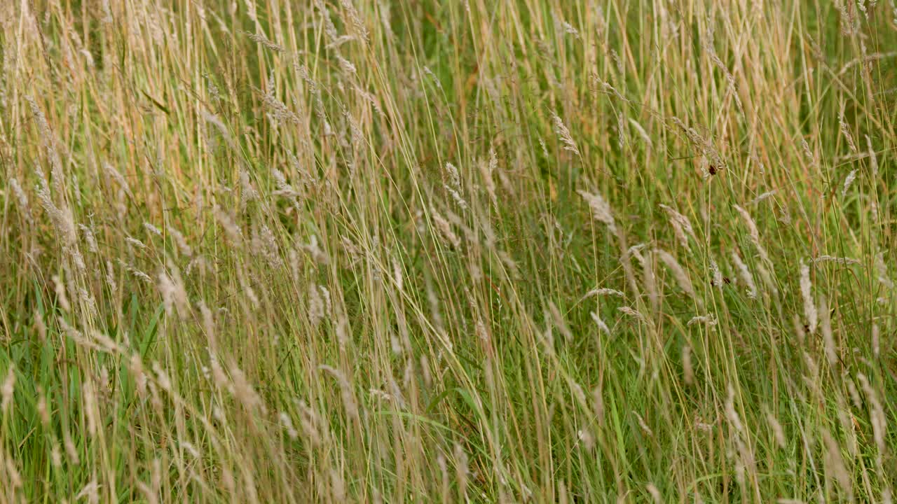 Close-up of wild grasses gently moving in natural light, slight camera pan, summer meadow