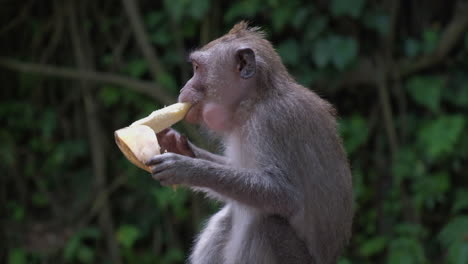 mono sentado pelando y luego comiendo plátano