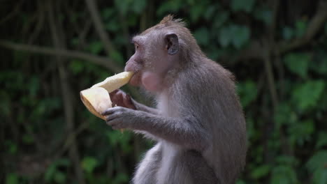 monkey sitting peeling then eating banana