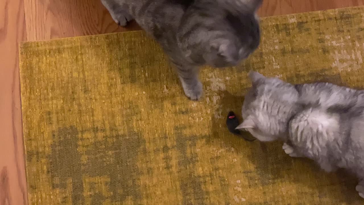 Observe dois gatos brincalhões com o seu rato de estimação.