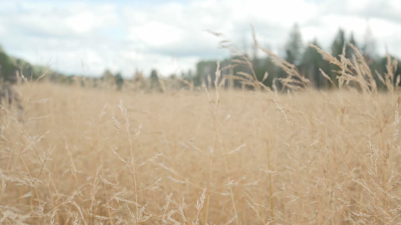 Grass blowing gently in the wind
