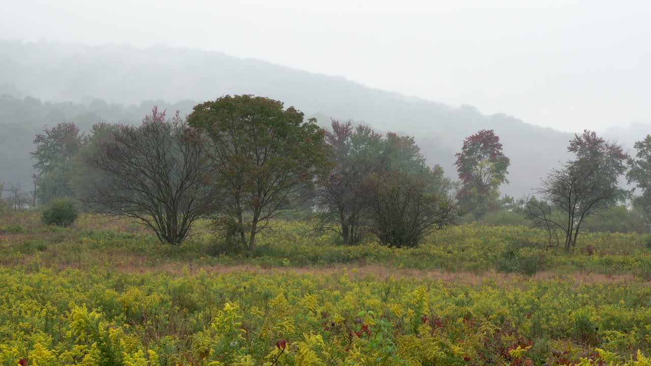 광야에서 안개가 자욱한 가을 아침에 단풍의 아름다움으로 둘러싸인 꽃이 만발한 황금 막대의 들판