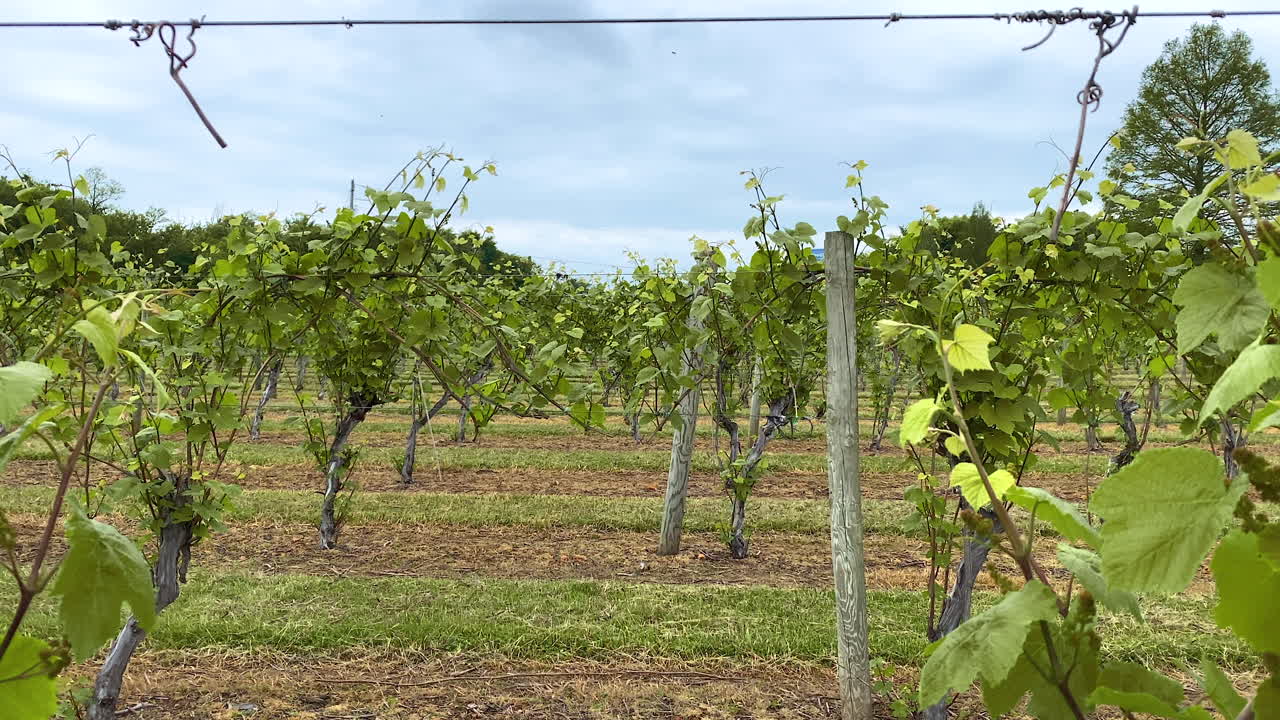 mirando a través de las vides jóvenes en un viñedo