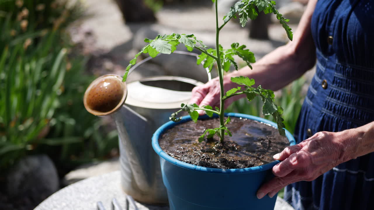 de cerca en las manos de una anciana jardinera plantando una planta de tomate orgánica en un soleado jardín de verduras en el patio trasero