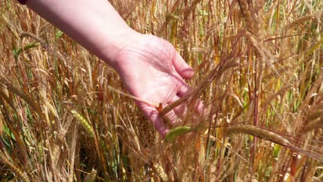 woman hand running through wheat 4k