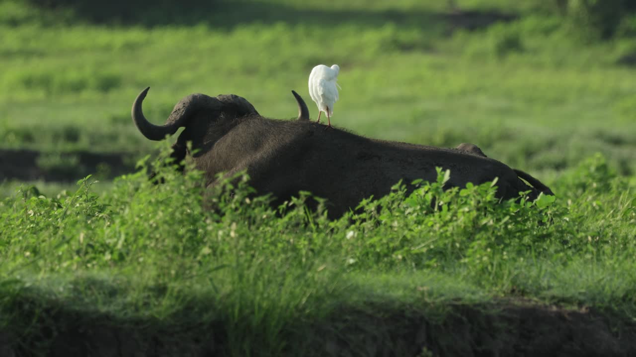 A cattle egret standing on the back of a Cape buffalo while the animal is lying down and facing its back towards the camera, Chobe National Park