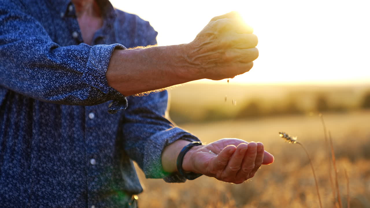 Mani che catturano la luce del sole in un campo dorato. Una persona si trova in un campo illuminato dal sole, con le mani a coppa per catturare la luce e creare un'aura radiosa al tramonto.