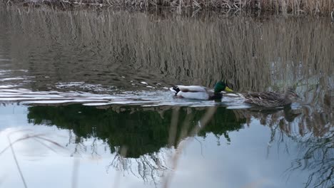 Männliche-Und-Weibliche-Ente-Schwimmen-Gemeinsam-Am-Kanal-Entlang