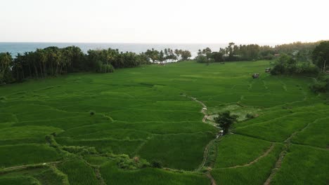 Flying-over-green-rise-field-pattern-near-ocean-during-bright-sunset