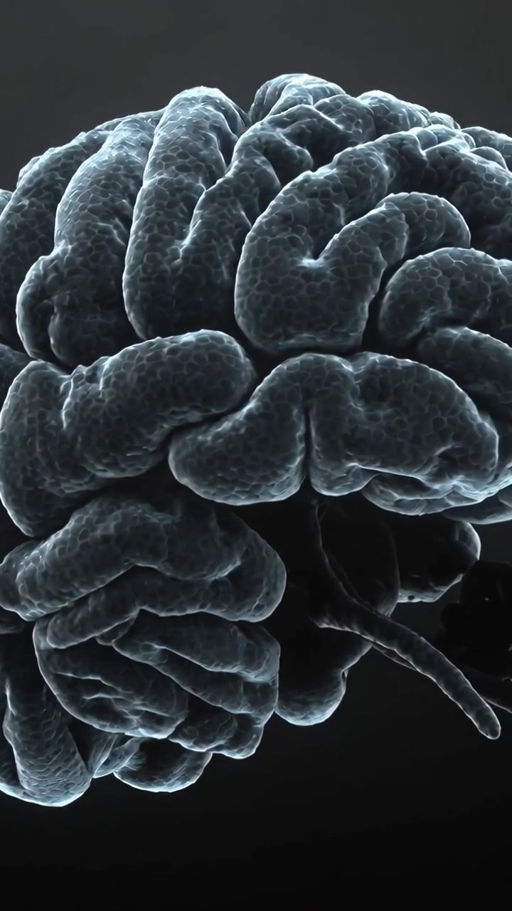 Vídeo vertical: Reprodução começando mostrando cérebro 3D girando em fundo escuro, revelando o tronco cerebral