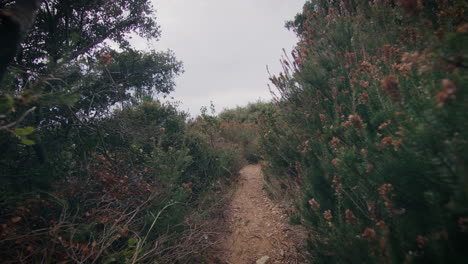 dirt path through diverse thickets and shrubs, trail in dense bushes