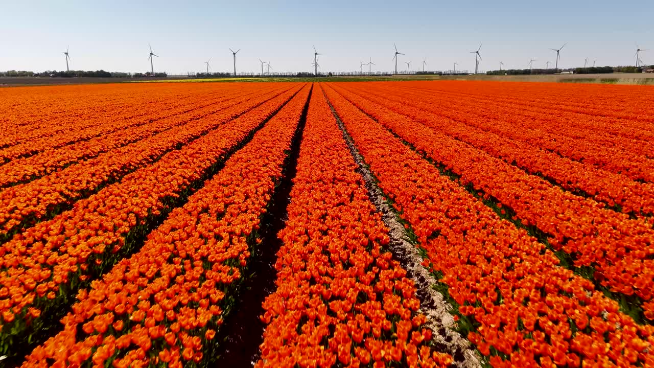 Vibrant Orange Tulip Field with Windmills