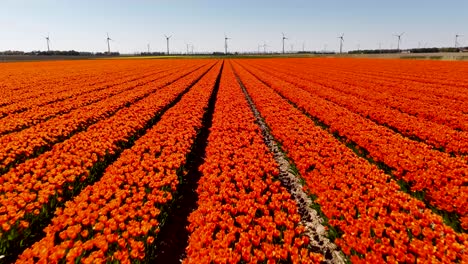 vibrant orange tulip field with windmills