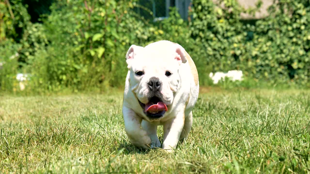 아름다운 색 갈색 영어 불도그, 풀 위에 앉아있는 아름다운 얼굴, 자연 배경, 개념: 패러디스트 개, 좋아하는 동물, 진정한 친구, 개의 혈통, 친구의 개, 작은 양털.