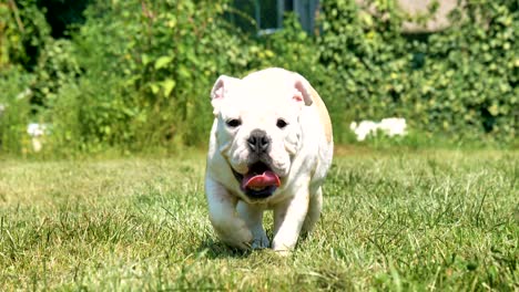 hermoso bulldog inglés marrón blanco, hermosa cara sentada en la hierba, fondo de la naturaleza. concepto: un perro paródico, animales favoritos, amigos verdaderos, el pedigrí de un perro, el perro de un amigo, una pequeña lana.
