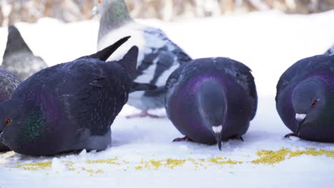 pigeons eating in the snow