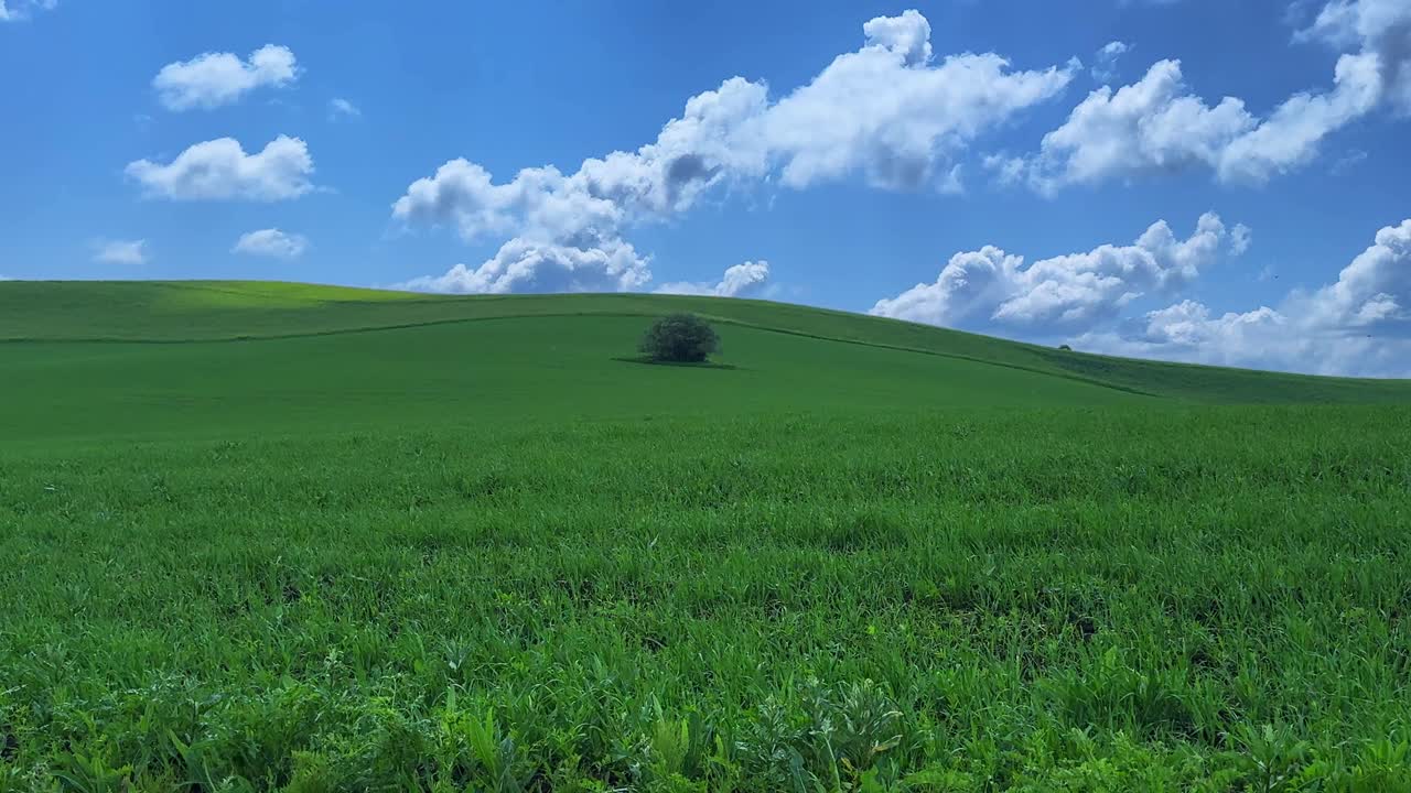 A Serene Green Landscape with Rolling Hills and a Lone Tree Under a Vast Blue Sky Filled with Fluffy Clouds Capturing the Essence of Nature's Tranquility