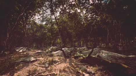 Raíces-De-Un-árbol-En-Un-Bosque-Brumoso