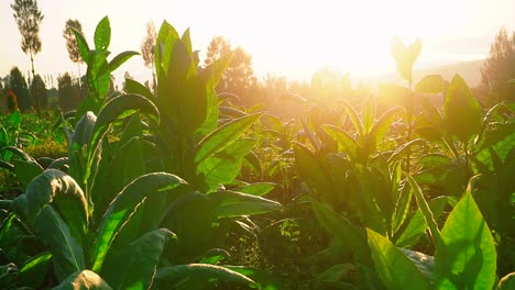 Primer-Plano-De-Hojas-Verdes-De-La-Planta-De-Tabaco-Contra-El-Amanecer-Dorado-En-La-Mañana-3