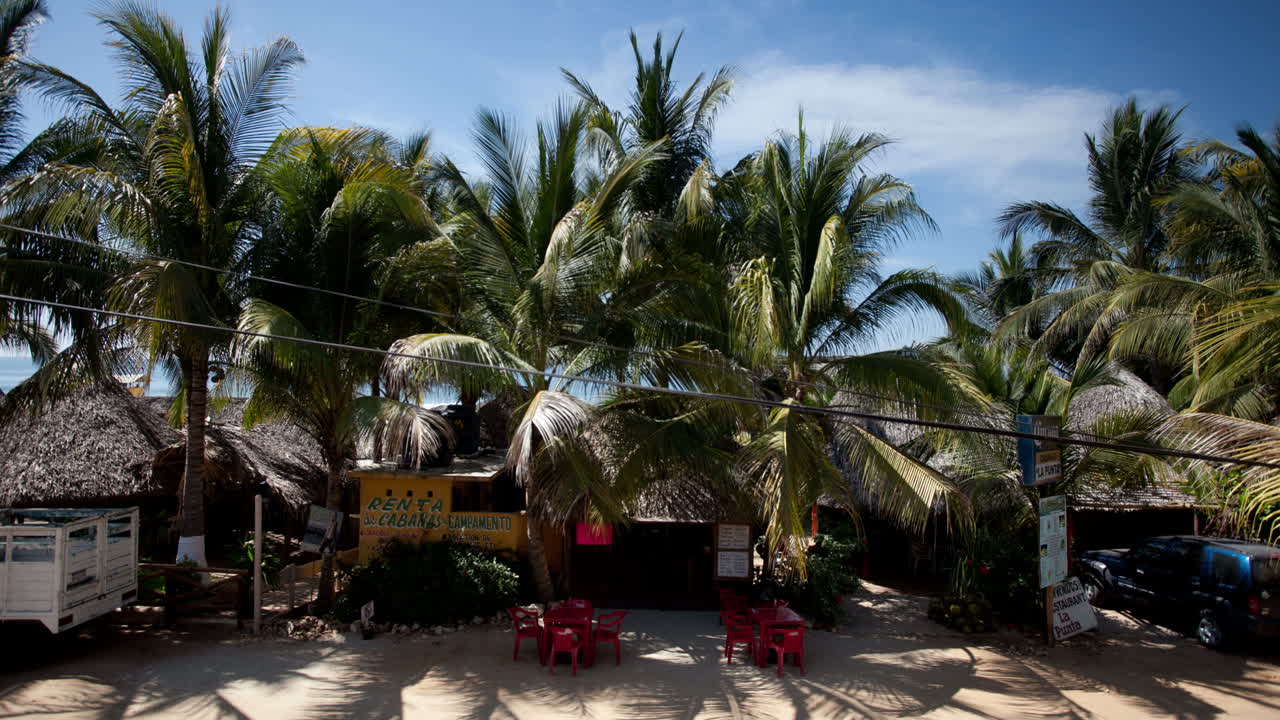 palmeras escondidas 00