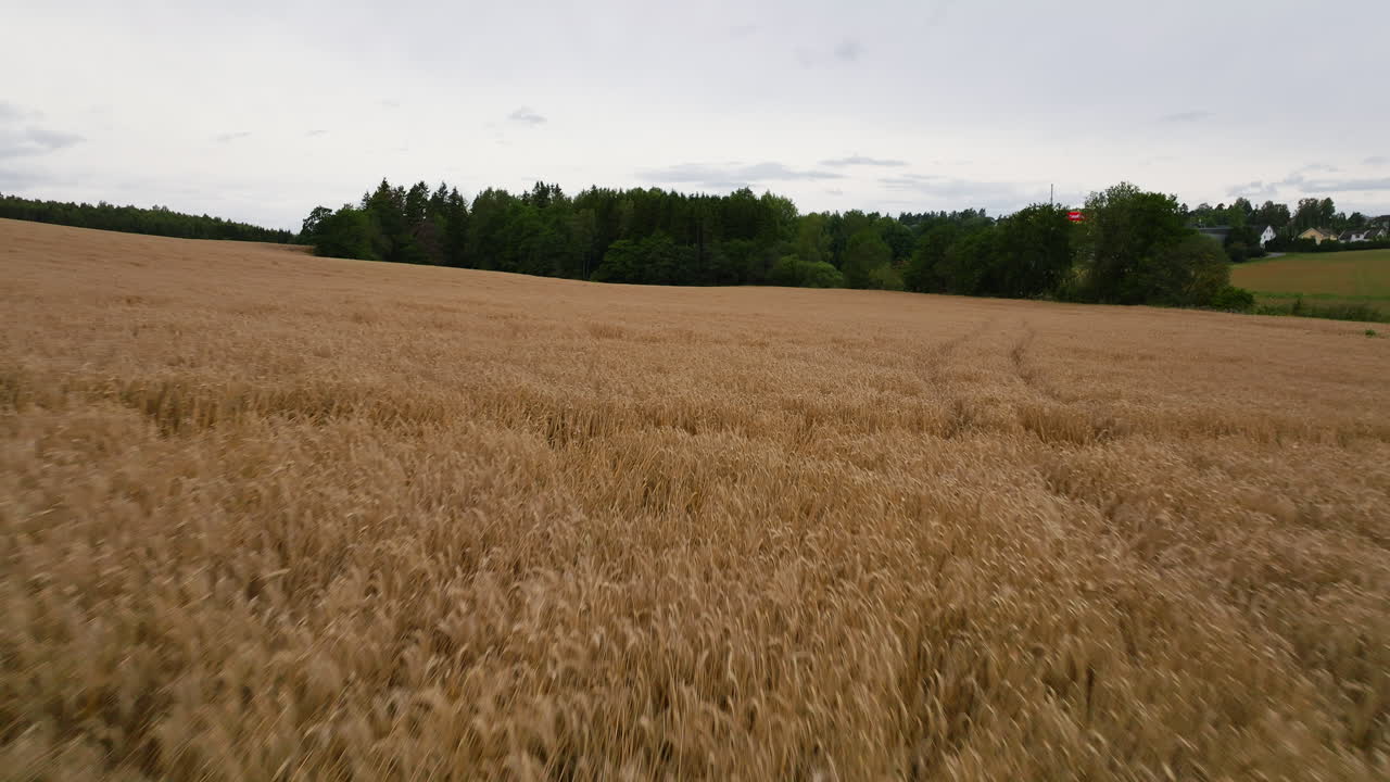 Drone low flyover wheat field full of crop ready for harvest
