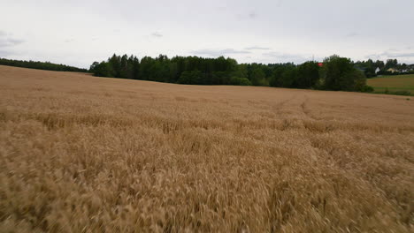 Drone-Sobrevuelo-Bajo-Campo-De-Trigo-Lleno-De-Cosecha-Lista-Para-La-Cosecha